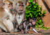 Spending Time in the Dominican Republic Go to Monkey Land Monkey Land