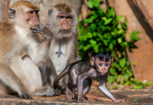 Spending Time in the Dominican Republic Go to Monkey Land Monkey Land