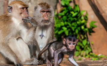 Spending Time in the Dominican Republic Go to Monkey Land Monkey Land