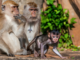 Spending Time in the Dominican Republic Go to Monkey Land Monkey Land