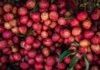 A Beginner’s Guide to Growing Lychee in Your Home Garden Guide to Growing Lychee