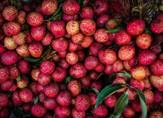 A Beginner’s Guide to Growing Lychee in Your Home Garden Guide to Growing Lychee