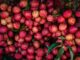 A Beginner’s Guide to Growing Lychee in Your Home Garden Guide to Growing Lychee