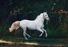 The Greatest Native American Horse Names: Uncovering The Spirit And Tradition American Horse
