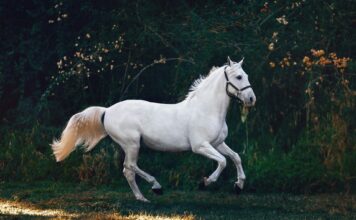 The Greatest Native American Horse Names: Uncovering The Spirit And Tradition American Horse