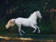 The Greatest Native American Horse Names: Uncovering The Spirit And Tradition American Horse