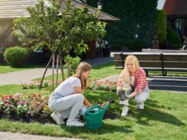 How to Start a Backyard Garden: A Complete Beginner’s Guide Backyard Garden