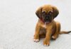 What You Need To Know Before Adopting A Puppy Before Adopting A Puppy
