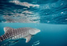 Things To Do In Cabo For Animal Lovers Cabo For Animal Lovers