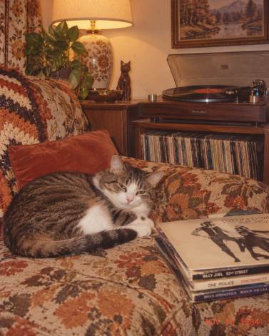 Cat Portraits