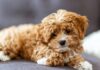 Cavapoo puppies have 11 benefits and 11 drawbacks. Cavapoo