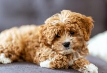 Cavapoo puppies have 11 benefits and 11 drawbacks. Cavapoo