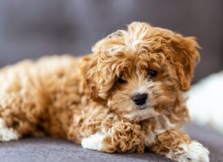 Cavapoo puppies have 11 benefits and 11 drawbacks. Cavapoo