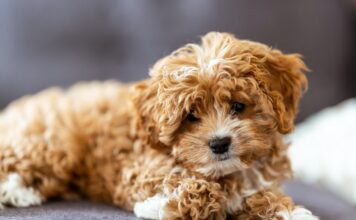 Cavapoo puppies have 11 benefits and 11 drawbacks. Cavapoo