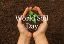 World Soil Day: Understanding the Global Importance of Healthy Soils for Sustainable Development World Soil Day