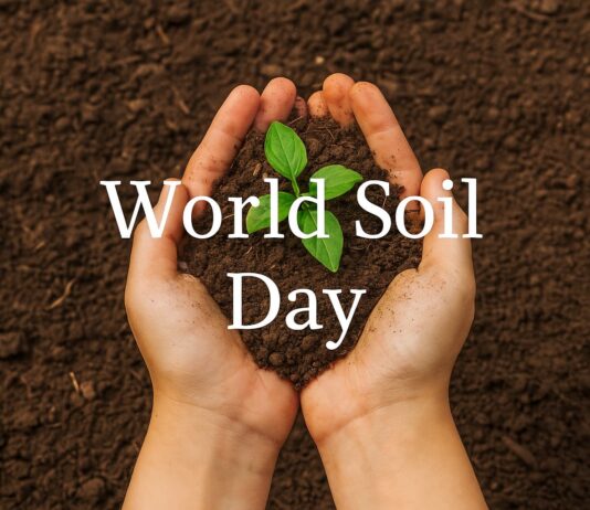 World Soil Day: Understanding the Global Importance of Healthy Soils for Sustainable Development World Soil Day