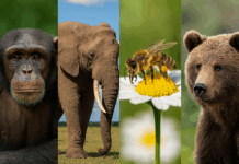 World Animal Day: Origins, Importance, and Global Impact World Animal Day