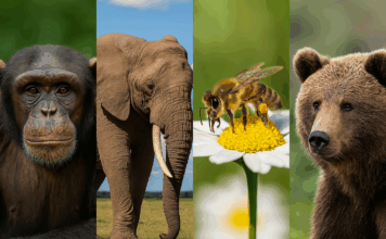 World Animal Day: Origins, Importance, and Global Impact World Animal Day