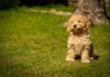 Cockapoo: A Complete Guide To This Loving and Clever Companion Cockapoo: A Complete Guide To This Loving and Clever Companion