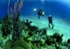 Cold Water Diving: Where to Go and What to Do Cold Water Diving