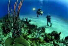 Cold Water Diving: Where to Go and What to Do Cold Water Diving