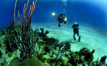 Cold Water Diving: Where to Go and What to Do Cold Water Diving