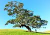 Why Commercial Tree Surgery Can Protect Your Business Commercial Tree Surgery