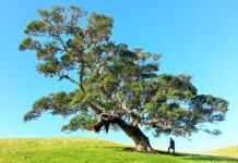 Why Commercial Tree Surgery Can Protect Your Business Commercial Tree Surgery