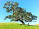 Why Commercial Tree Surgery Can Protect Your Business Commercial Tree Surgery