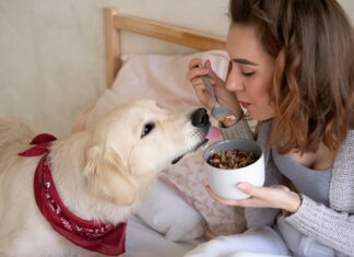 How to Choose the Right Digestive Supplement for Your Dog Digestive Supplement for Your Dog