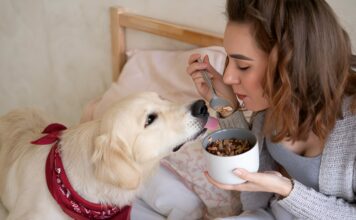 How to Choose the Right Digestive Supplement for Your Dog Digestive Supplement for Your Dog