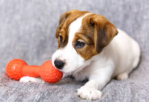 How to Prevent Dog Bites: Tips for Safety and Awareness Dog Bites