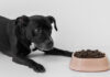 How To Find Dog Food With Optimal Nutrients: A Guide Dog Food