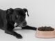 How To Find Dog Food With Optimal Nutrients: A Guide Dog Food