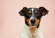Dog Genetic Testing: What It Is and Why You Need It Dog Genetic Testing
