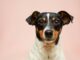 Dog Genetic Testing: What It Is and Why You Need It Dog Genetic Testing