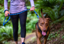 Top Tips for Choosing the Best Dog Harness Dog Harness