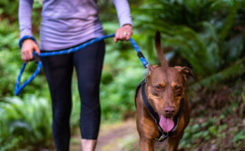 Top Tips for Choosing the Best Dog Harness Dog Harness