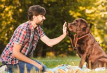 How to Be a Responsible Dog Owner Doq Owner