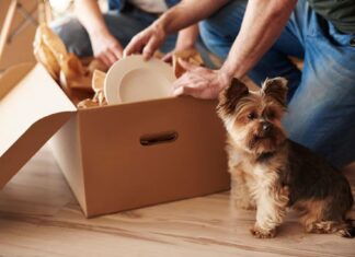 Essential Items to Pack for Your Dog’s Boarding Experience Dog's Boarding
