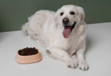 Why Your Dog’s Gut Deserves More Attention Than You’re Giving It Dog's Gut