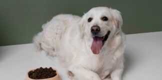 Why Your Dog’s Gut Deserves More Attention Than You’re Giving It Dog's Gut