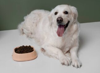 Why Your Dog’s Gut Deserves More Attention Than You’re Giving It Dog's Gut