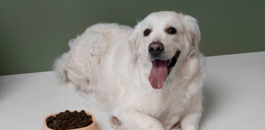 Why Your Dog’s Gut Deserves More Attention Than You’re Giving It Dog's Gut