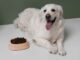 Why Your Dog’s Gut Deserves More Attention Than You’re Giving It Dog's Gut