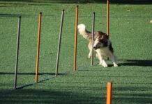 The Benefits Of Giving Dogs The Right Exercise Dogs the Right Exercise