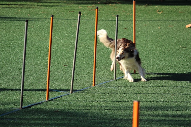 The Benefits Of Giving Dogs The Right Exercise Dogs the Right Exercise