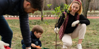 Effective Strategies for Nurturing Urban Trees: A Comprehensive Guide Effective Strategies for Nurturing Urban Trees