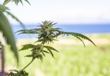 Exploring the Therapeutic Potential of Cannabis Flower Products Flower Products