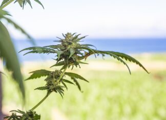 Exploring the Therapeutic Potential of Cannabis Flower Products Flower Products